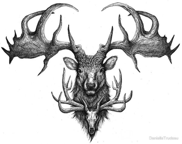 Череп оленя эскиз