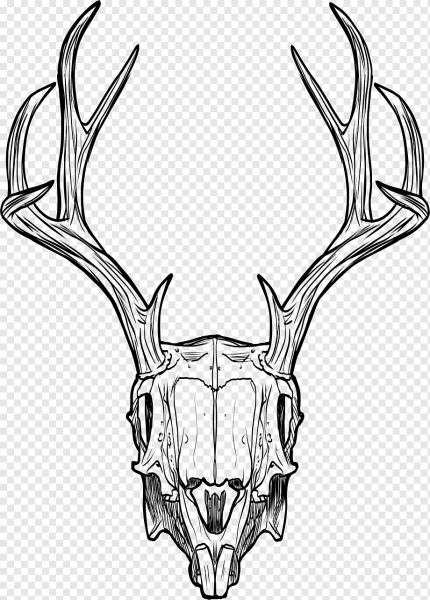 Череп оленя спереди