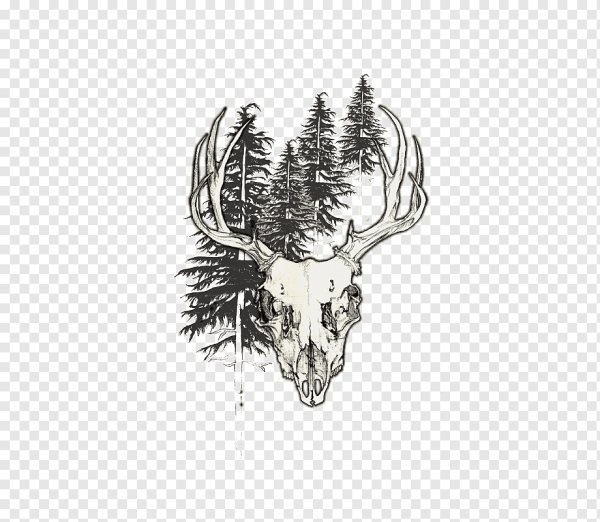 Череп оленя на белом фоне