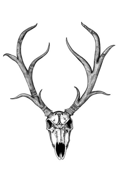 Череп оленя сбоку эскиз