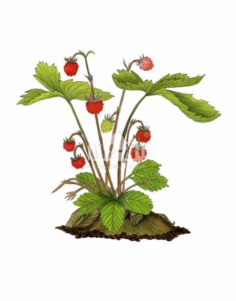 Земляника Лесная куст