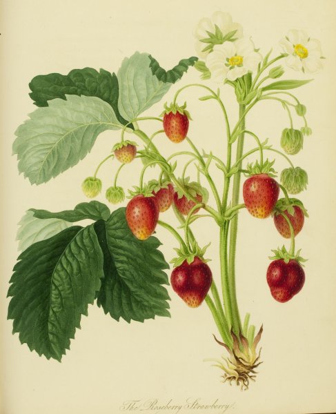 Fragaria vesca Ботаническая иллюстрация