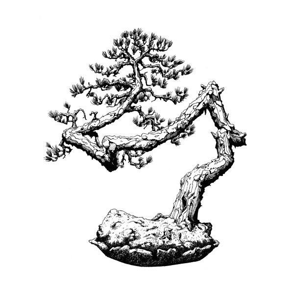 Бонсай Графика