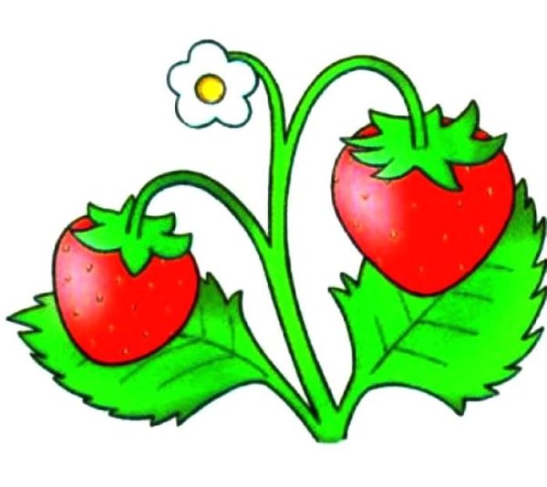 Земляника рисунок