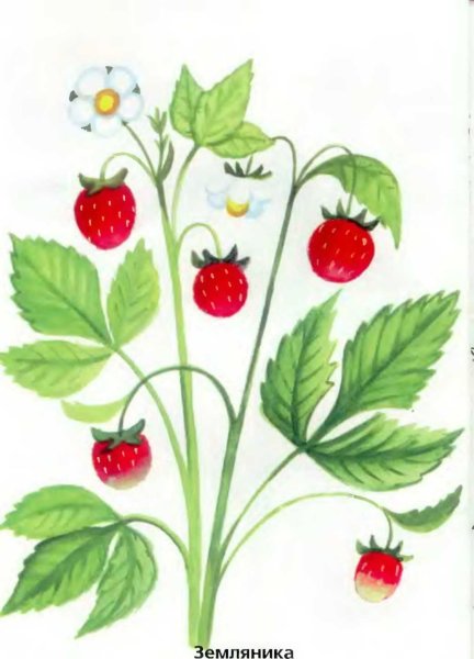 Земляника для дошкольников