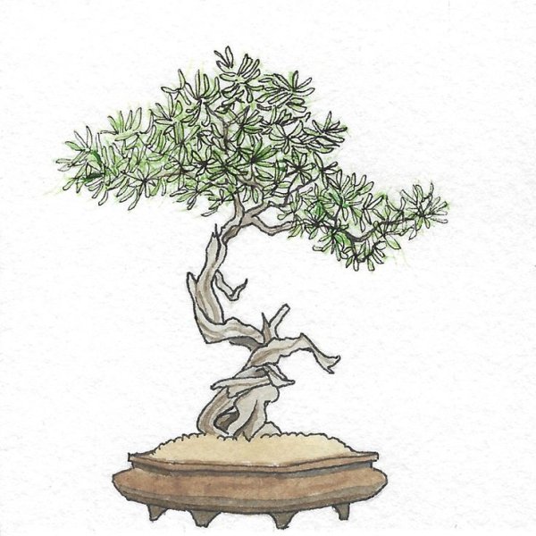 Бонсай иллюстрация