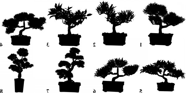 Дерево бонсай контур