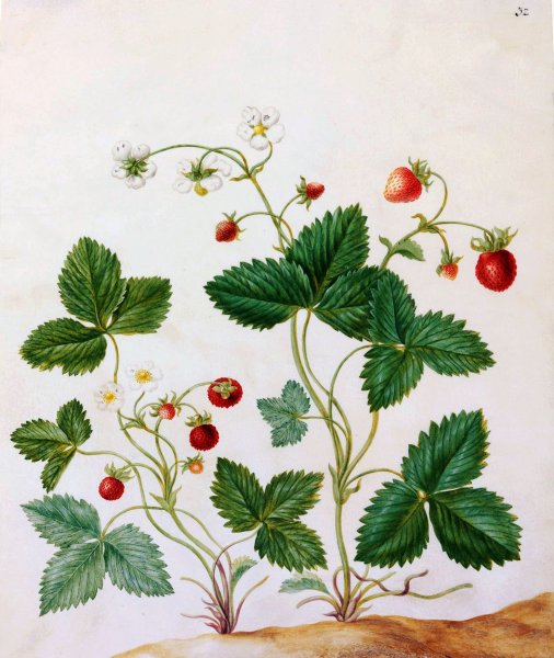 Fragaria vesca Alpine