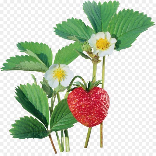 Ягоды земляники на прозрачном фоне