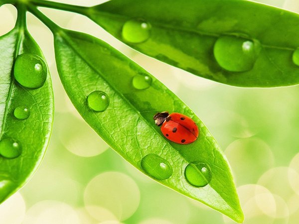 Божья коровка на личтик