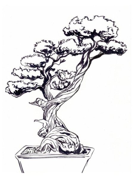 Бонсай эскиз