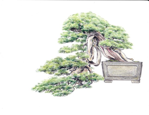 Японское дерево карандашом