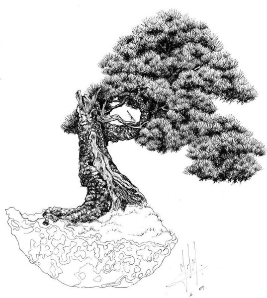 Дерево бонсай эскиз