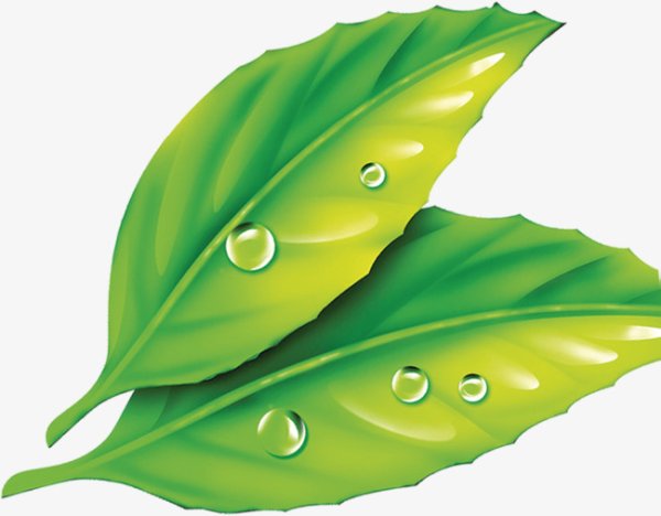 Роса рисунок для детей