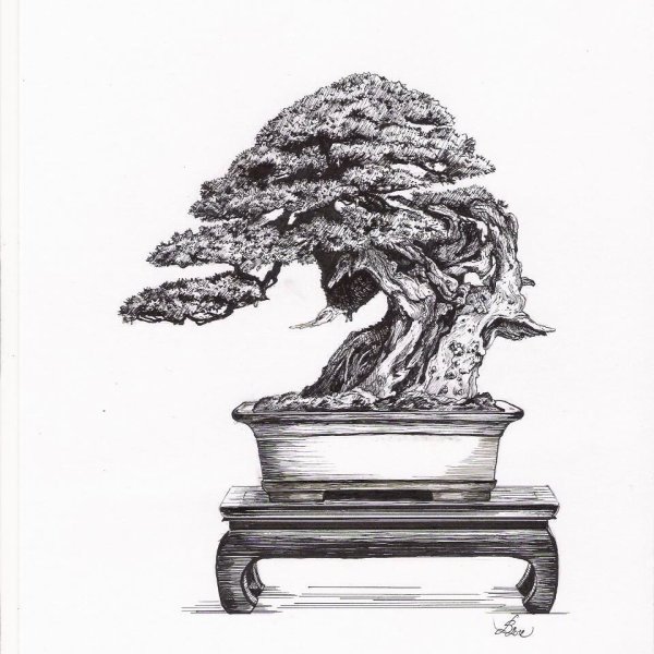 Бонсай Графика