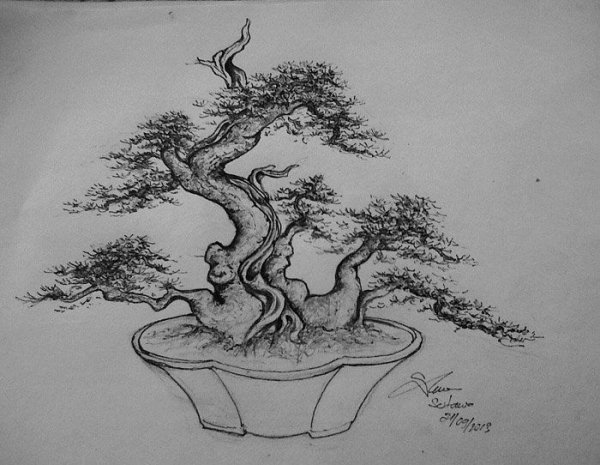 Дерево бонсай карандашом