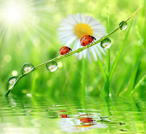 Что такое роса для детей