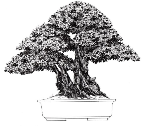 Бонсай иллюстрация