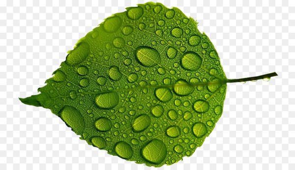 Зеленый лист с каплей воды