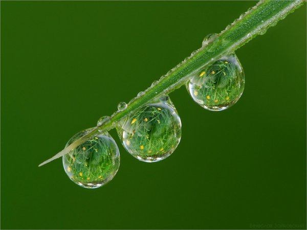 Что такое роса для детей