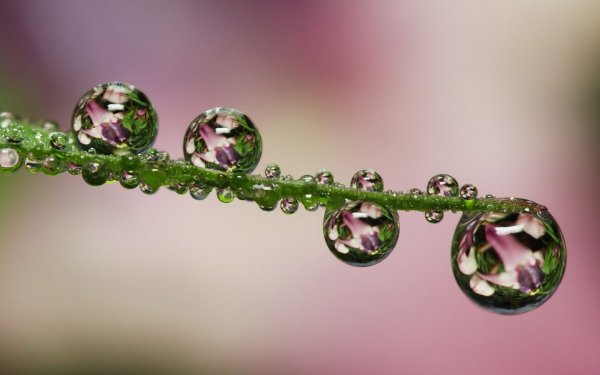 Капель и цветы