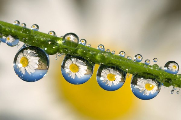 Росинки прозрачные