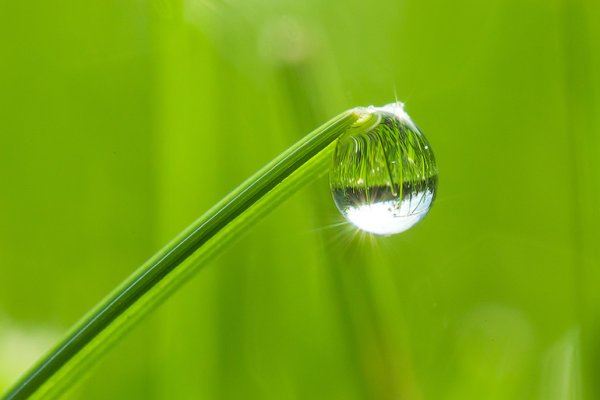 Солнечное утро роса