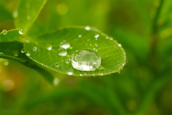 Капля росы на траве