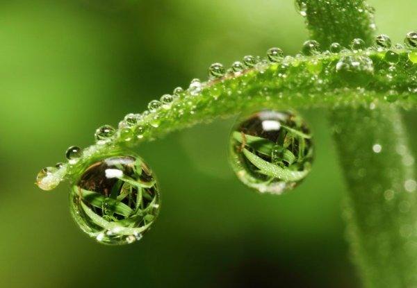 Роса на траве