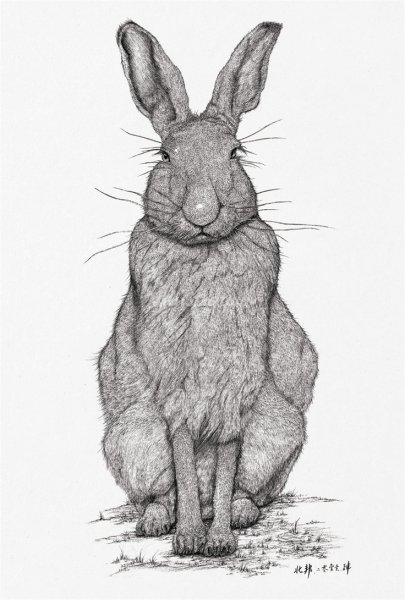 Зарисовка кролика