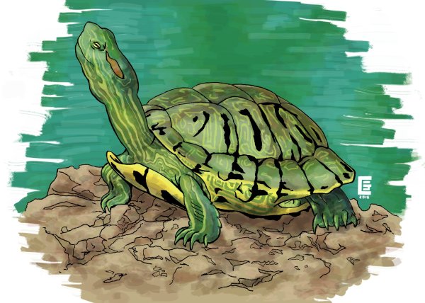 Набросок красноухой черепахи
