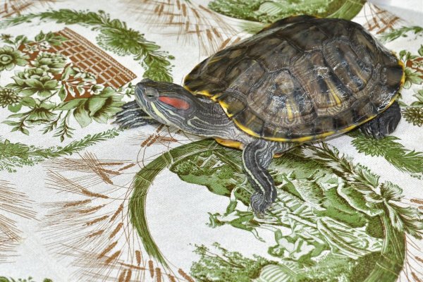 Красноухая черепаха рисунок