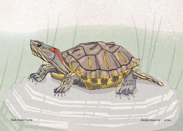 Рисунки красноухой черепахи легкие