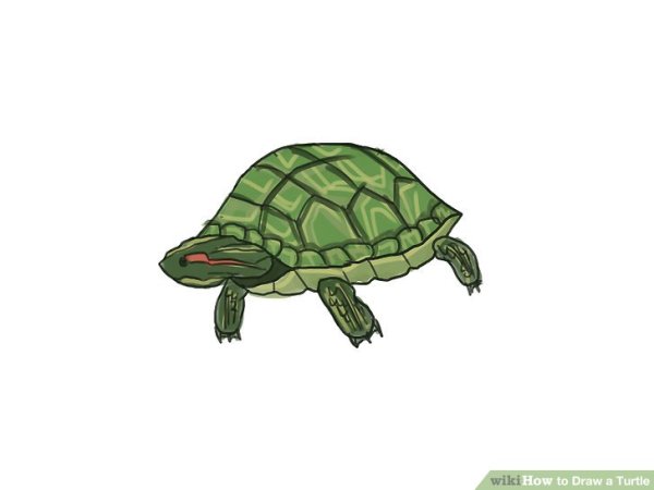 Черепашка красноухая рисунок