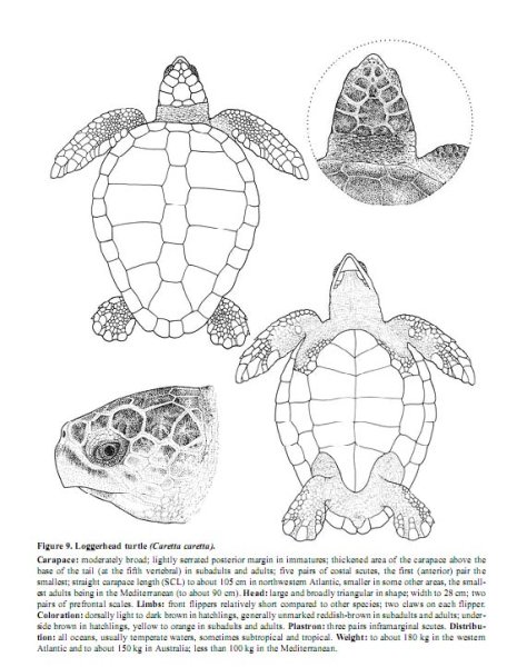 Морская черепаха вид снизу схема