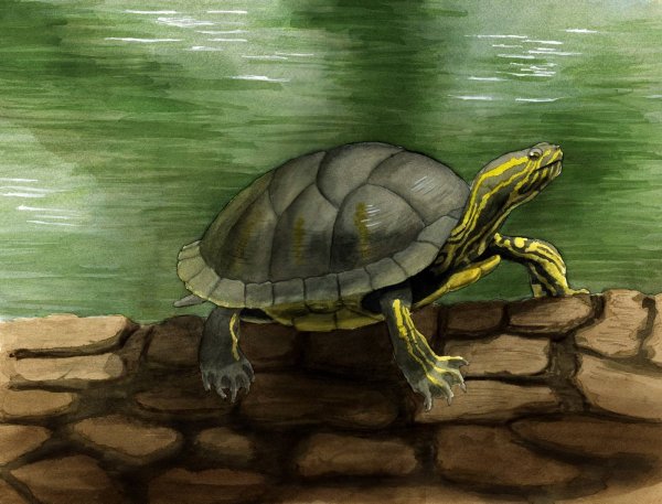 Красноухая черепаха арт