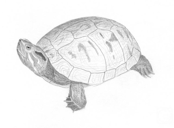 Нарисовать красноухую черепаху
