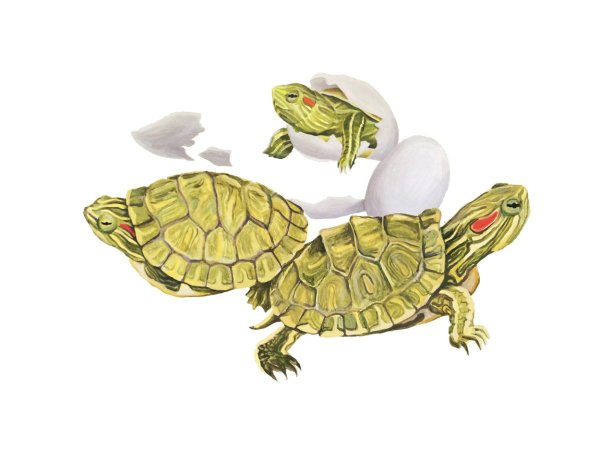 Красноухая черепаха