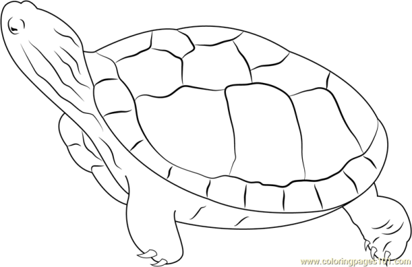 Красноухая черепаха раскраска