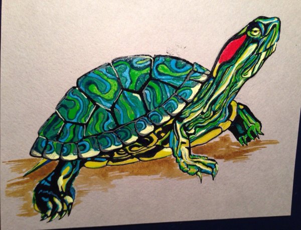 Красноухая черепаха для срисовки