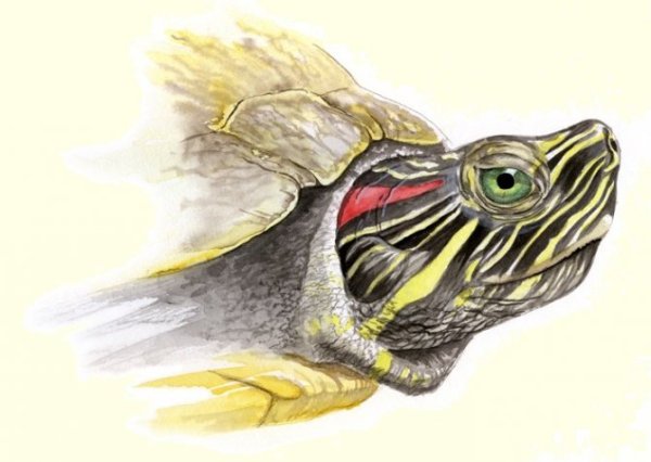Голова красноухой черепахи