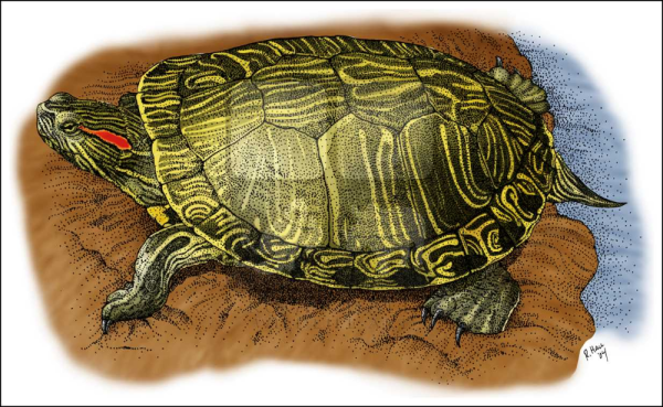 Красноухая черепаха рисунок
