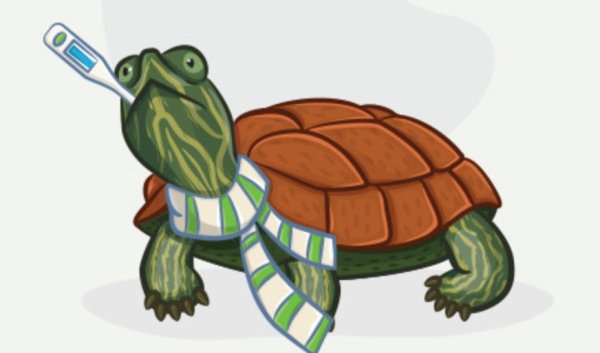 Красноухая черепаха рисунок для детей