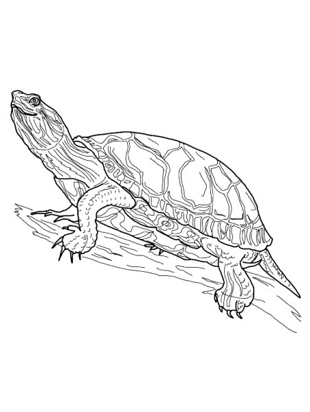 Болотная черепаха раскраска