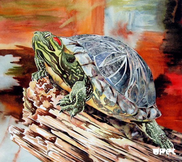 Красноухая черепаха акварелью