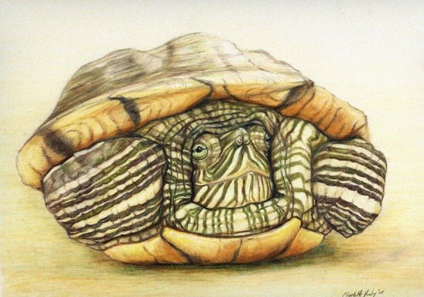 Красноухая черепаха арт