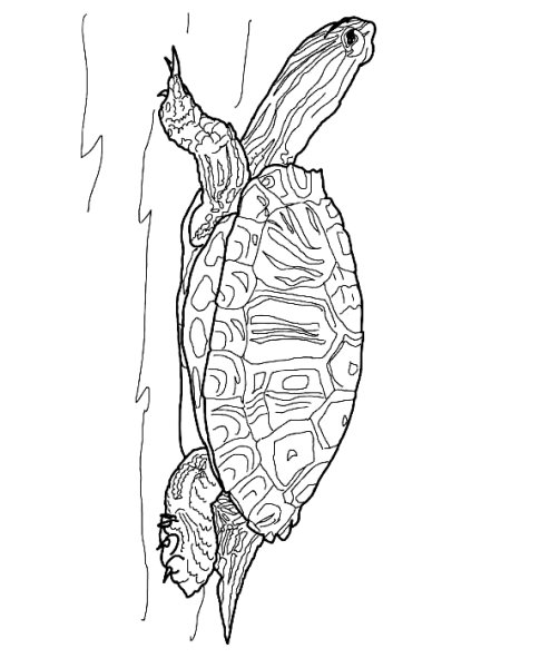 Красноухая черепаха раскраска
