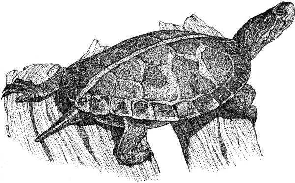 Набросок красноухой черепахи