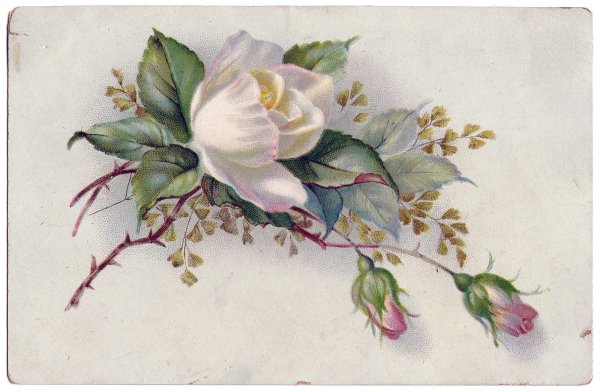 Красивые Винтажные цветы