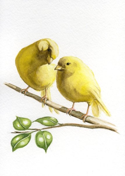 Бианки музыкальная канарейка